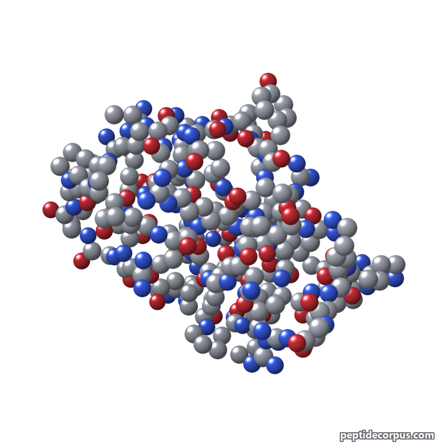 Space-filling 3D model of FOXO4-DRI, carbon grey, nitrogen blue, oxygen red