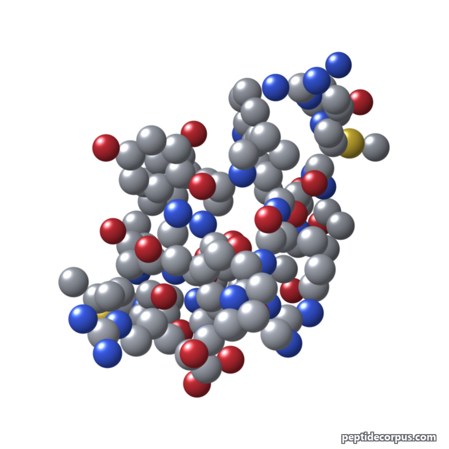 Space-filling 3D model of MOTS-c, carbon grey, nitrogen blue, oxygen red