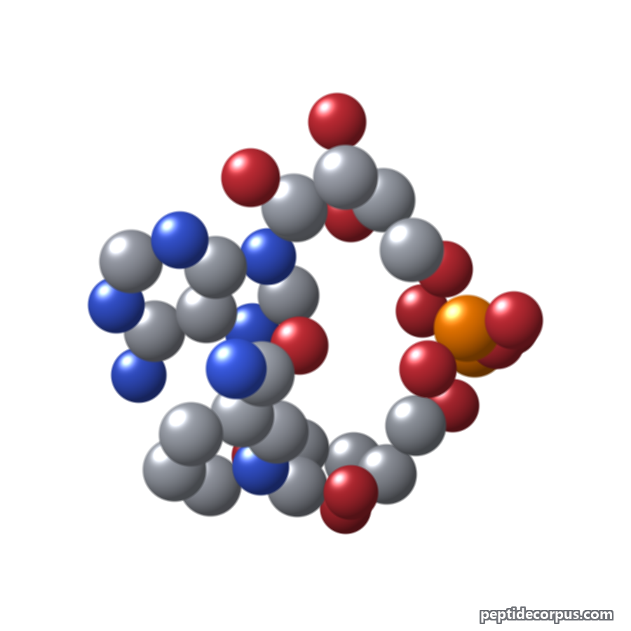 Space-filling 3D model of NAD+ Boosting / Precursor Peptides, carbon grey, nitrogen blue, oxygen red