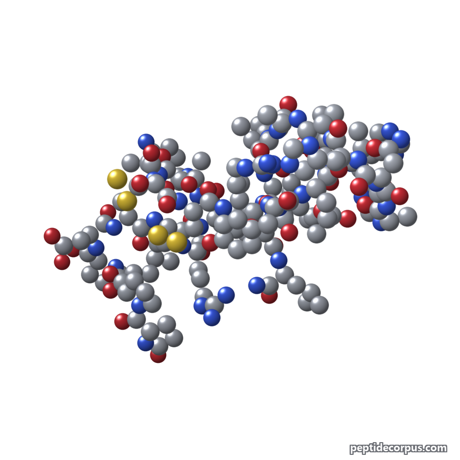 Space-filling 3D model of Orexin-A, carbon grey, nitrogen blue, oxygen red