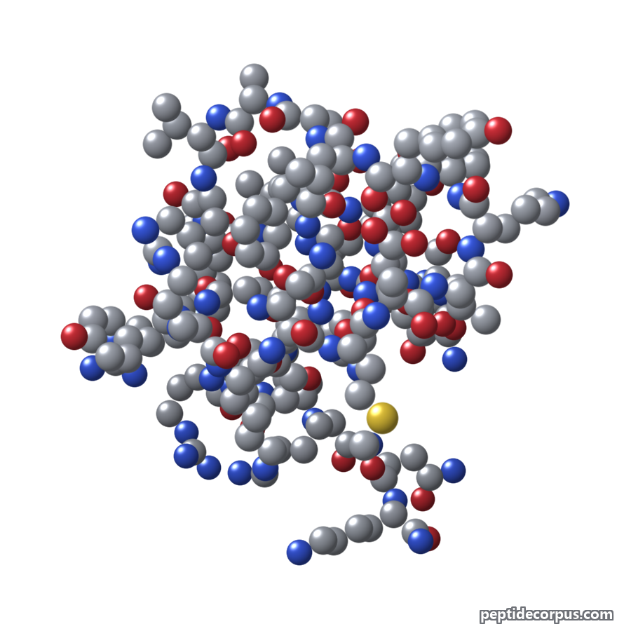 Space-filling 3D model of PACAP (Pituitary Adenylate Cyclase-Activating Peptide), carbon grey, nitrogen blue, oxygen red