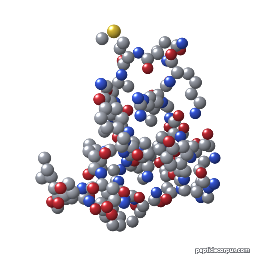 Space-filling 3D model of VIP, carbon grey, nitrogen blue, oxygen red